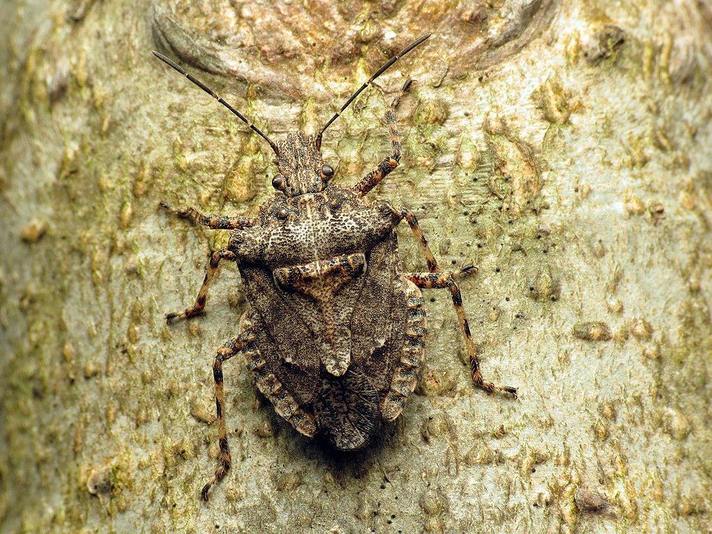 3 Tips for Killing Stink Bugs at Your Home in Allentown, Bethlehem, or